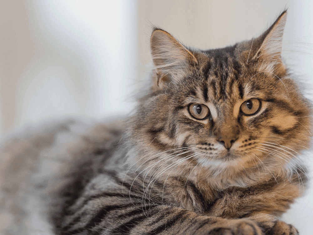 Cat Hashtags (to copy and paste) on Instagram to make your cat famous already