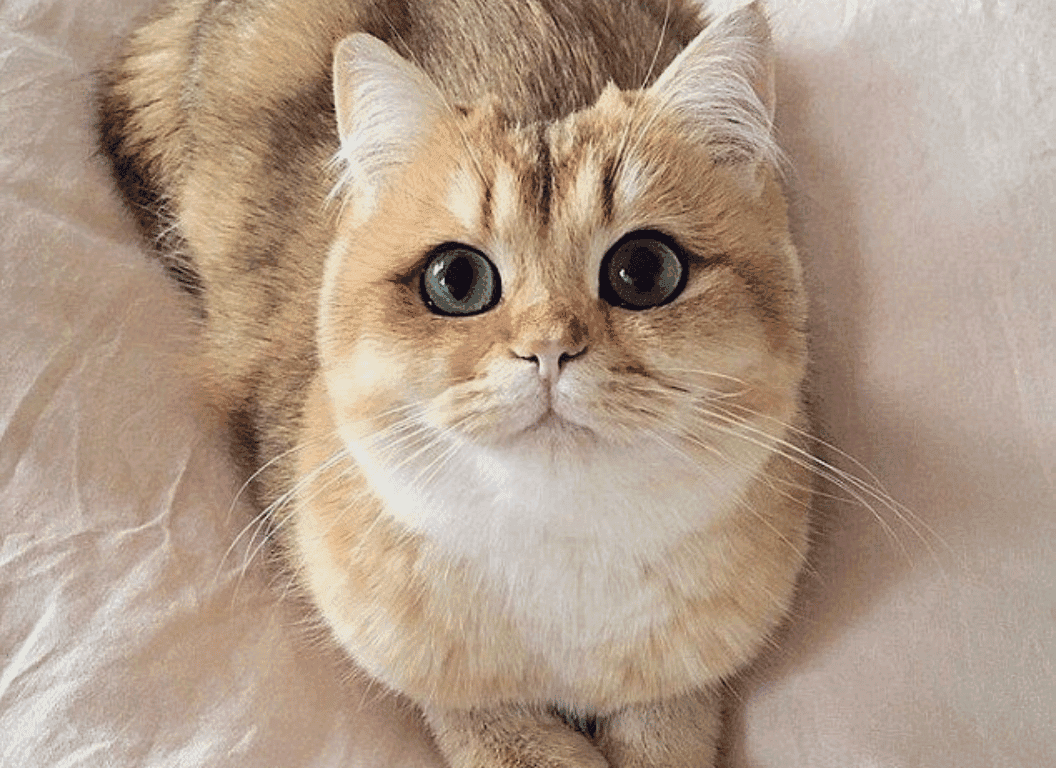 11 Tips On How to Grow a Cat Instagram Account