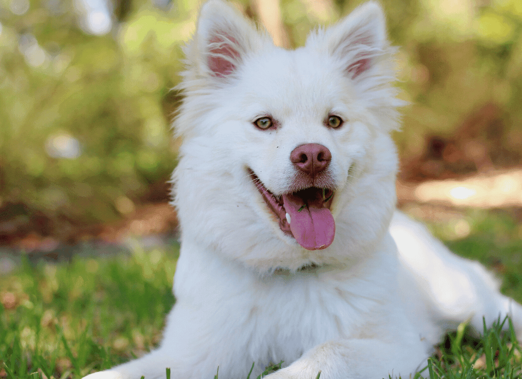 15 Tips On How to Grow a Dog Instagram Account