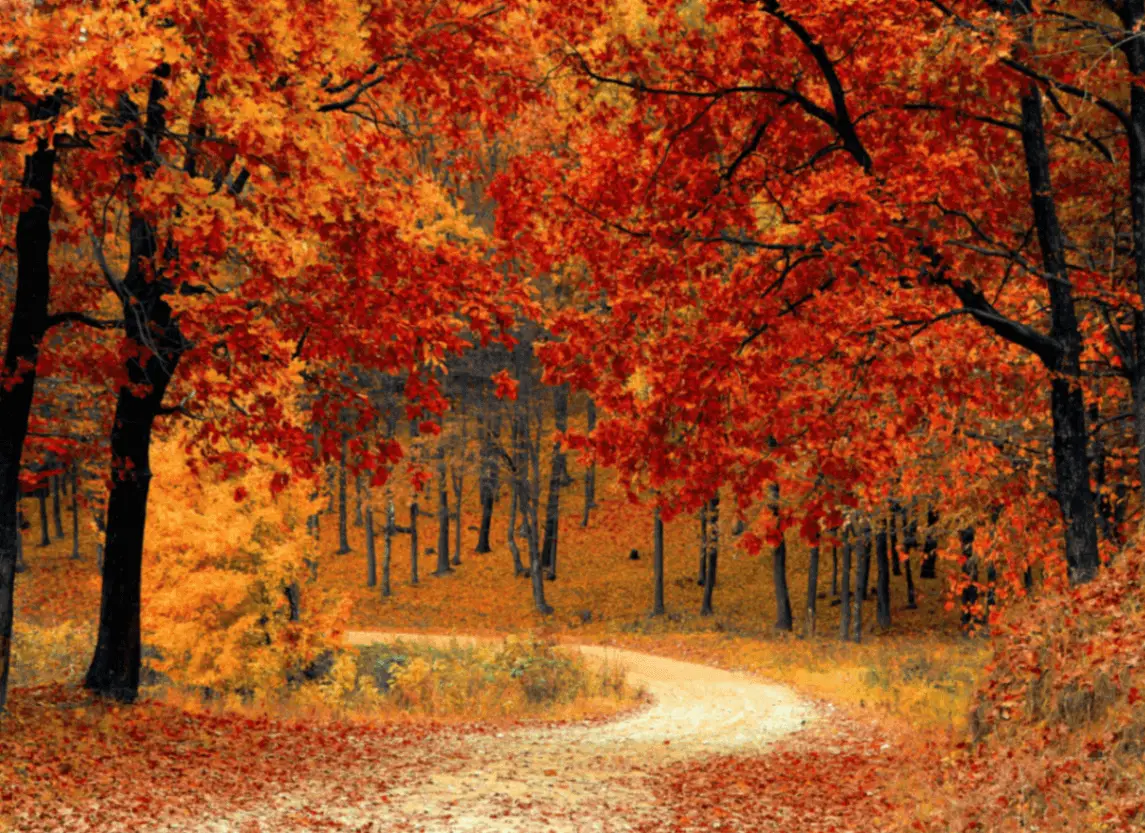 instagram captions about trees featured image