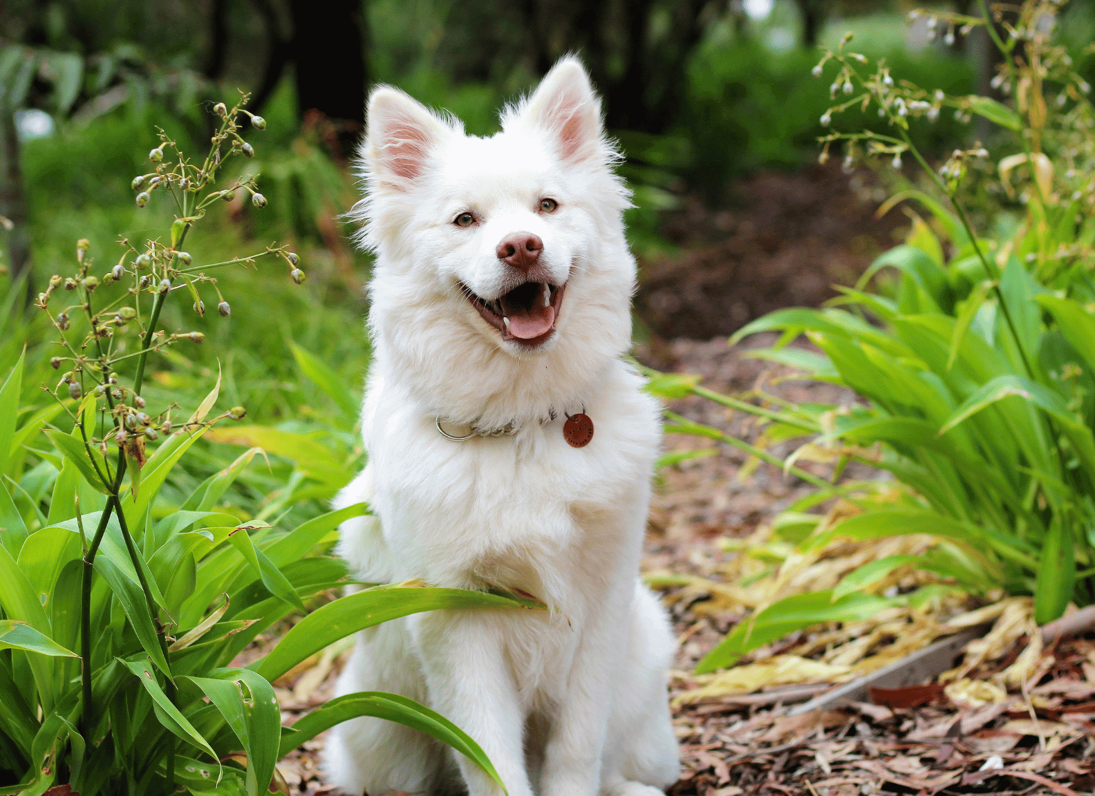 best dogs hashtags featured image