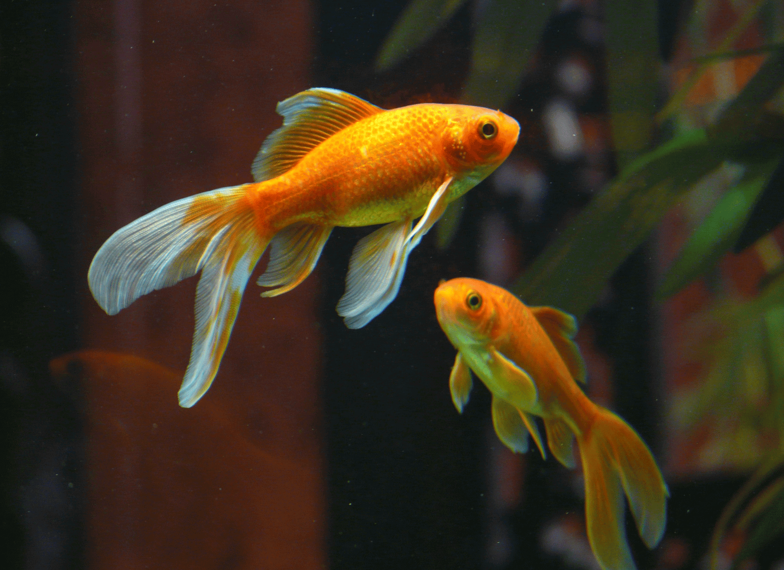 best fish hashtags featured image