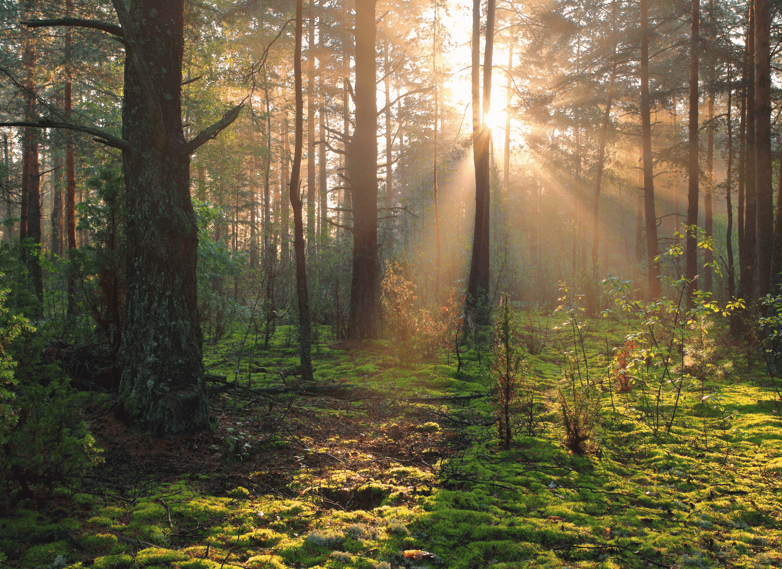 best nature hashtags featured image