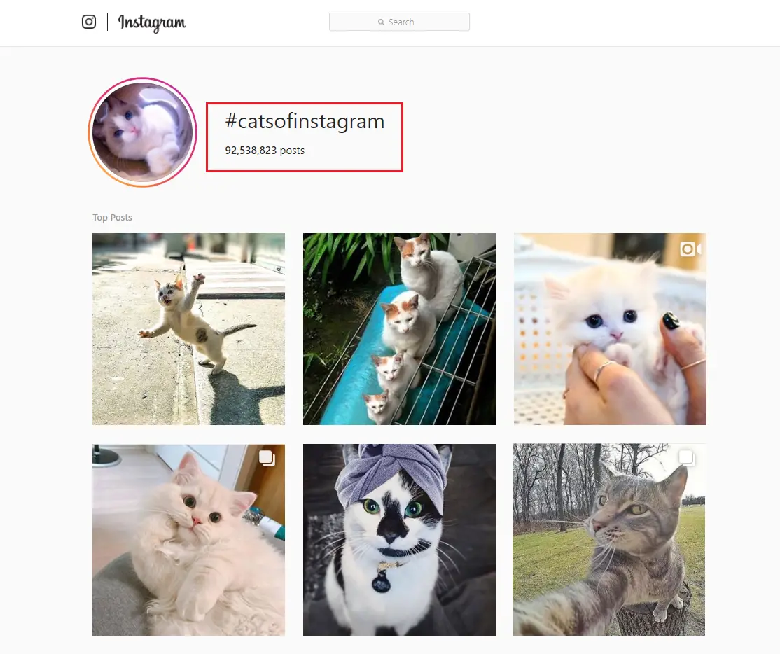 cat hashtags catsofinstagram hashtag