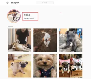 Dog Hashtags (to copy and paste) on Instagram to make your dog famous already Dog Hashtags (to copy and paste) on Instagram to make your dog famous already