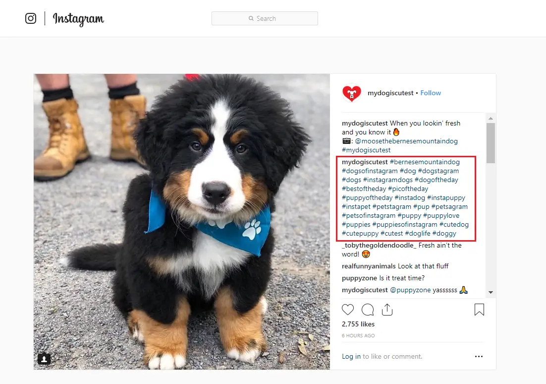 dog hashtags hashtags in comments