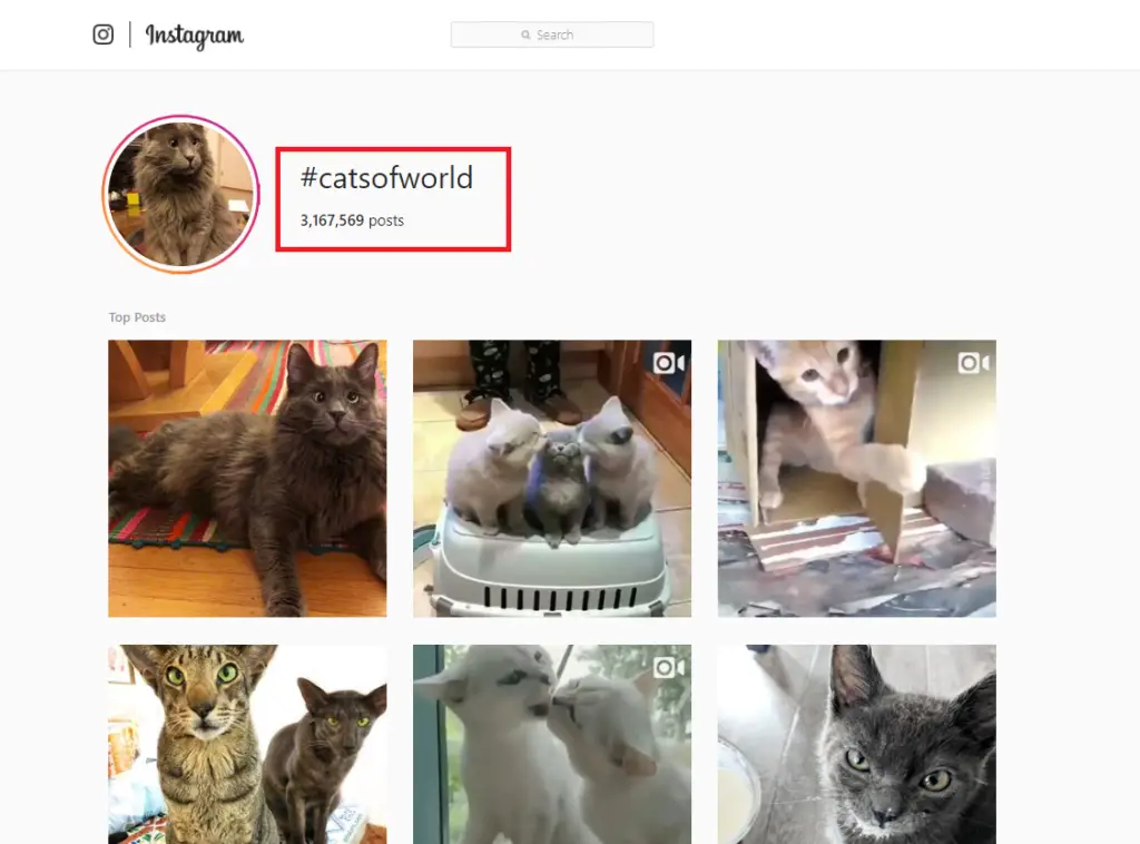 Cat Hashtags (to copy and paste) on Instagram to make your cat famous