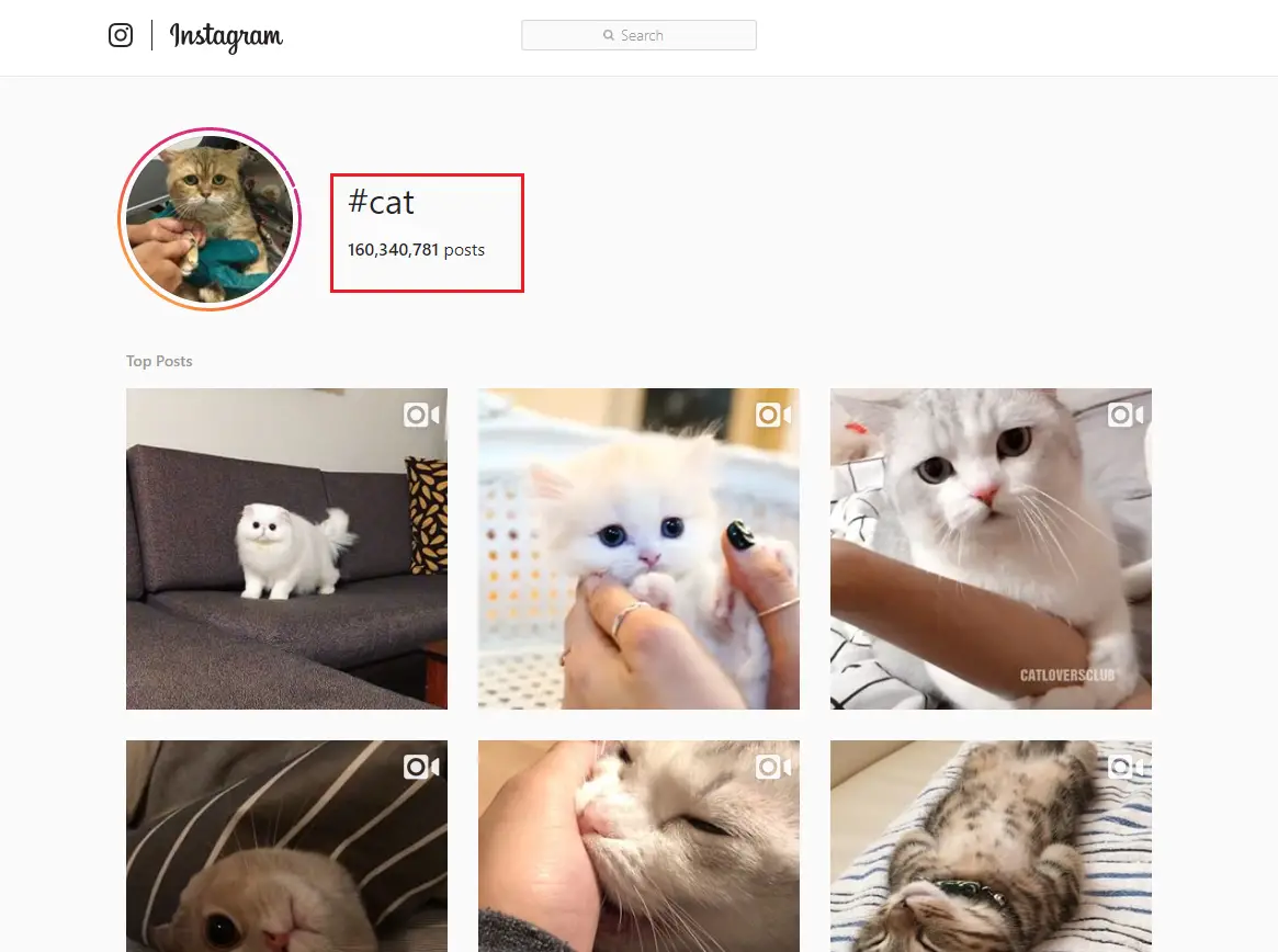 hashtag cat hashtags for cats