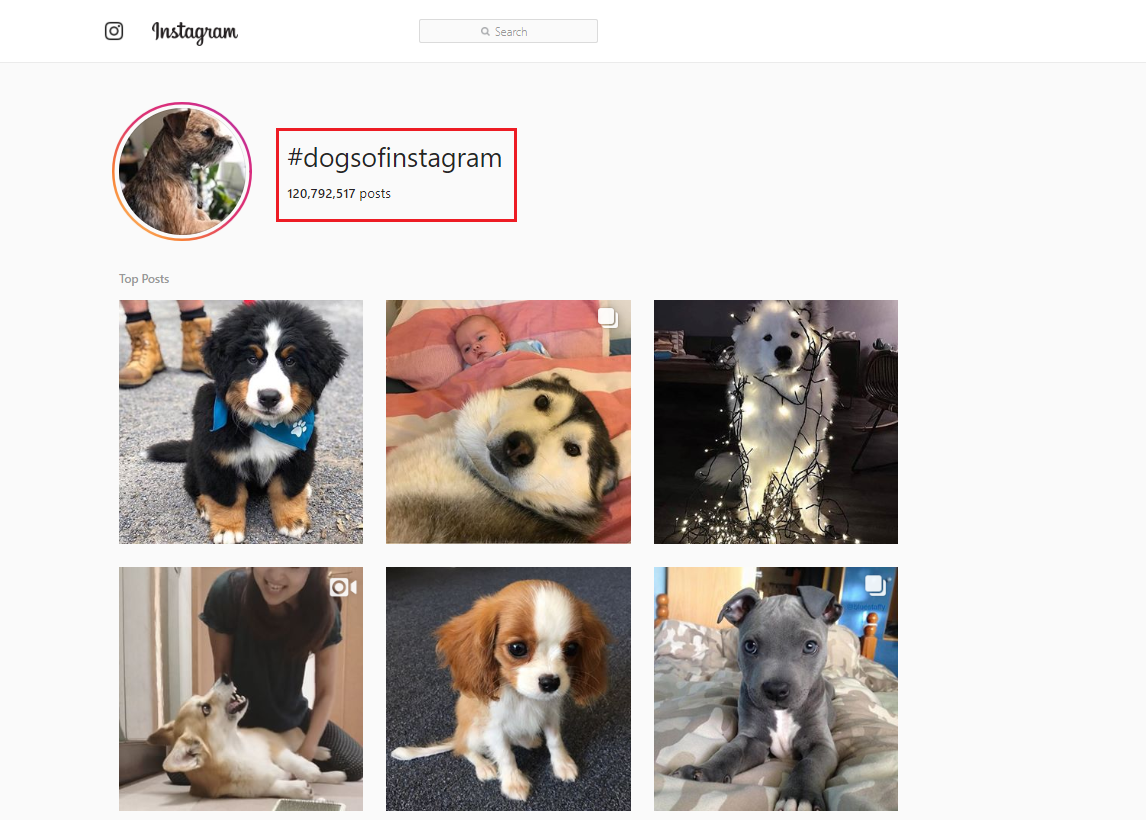 hashtag dogsofinstagram hashtags for dogs