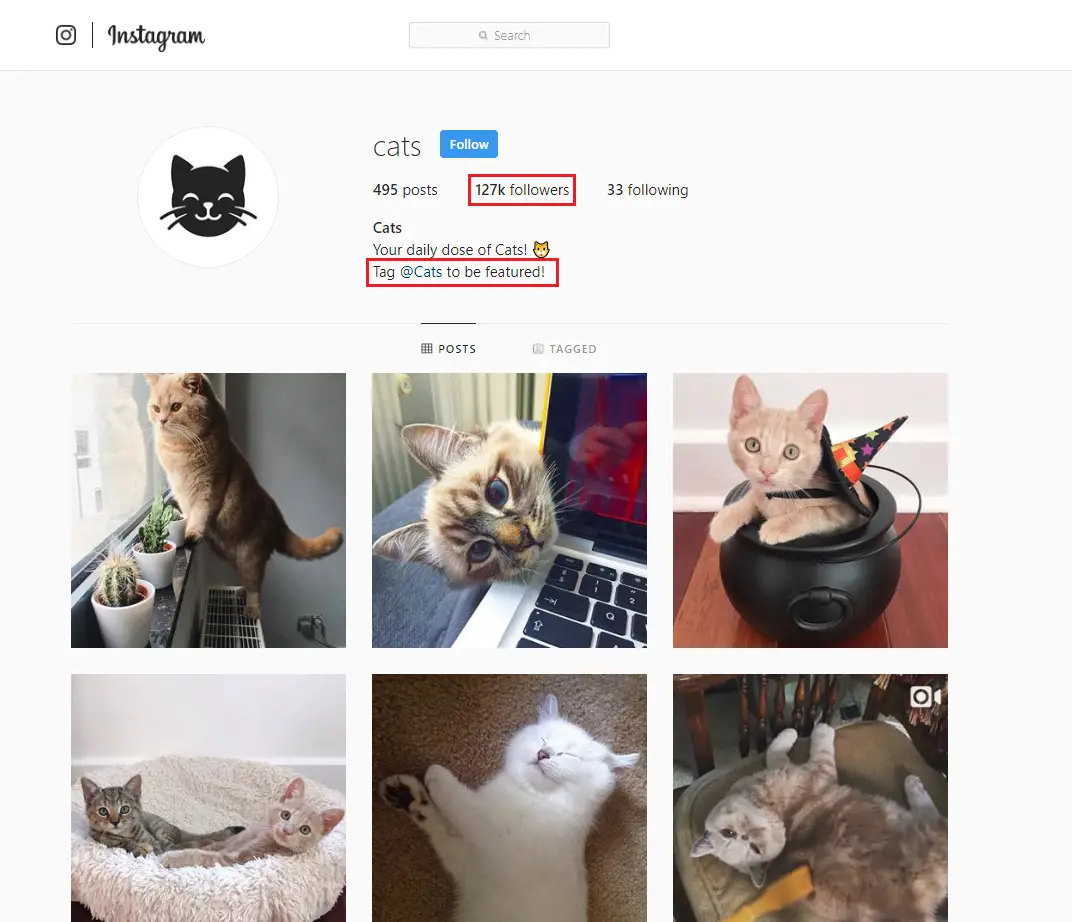 instagram cat hashtags cats account