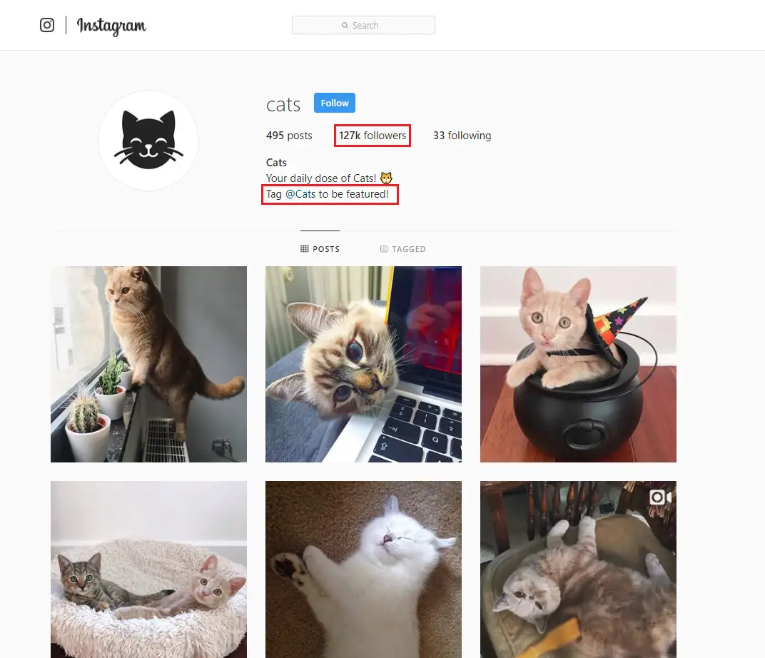 Cat Hashtags (to copy and paste) on Instagram to make your cat famous