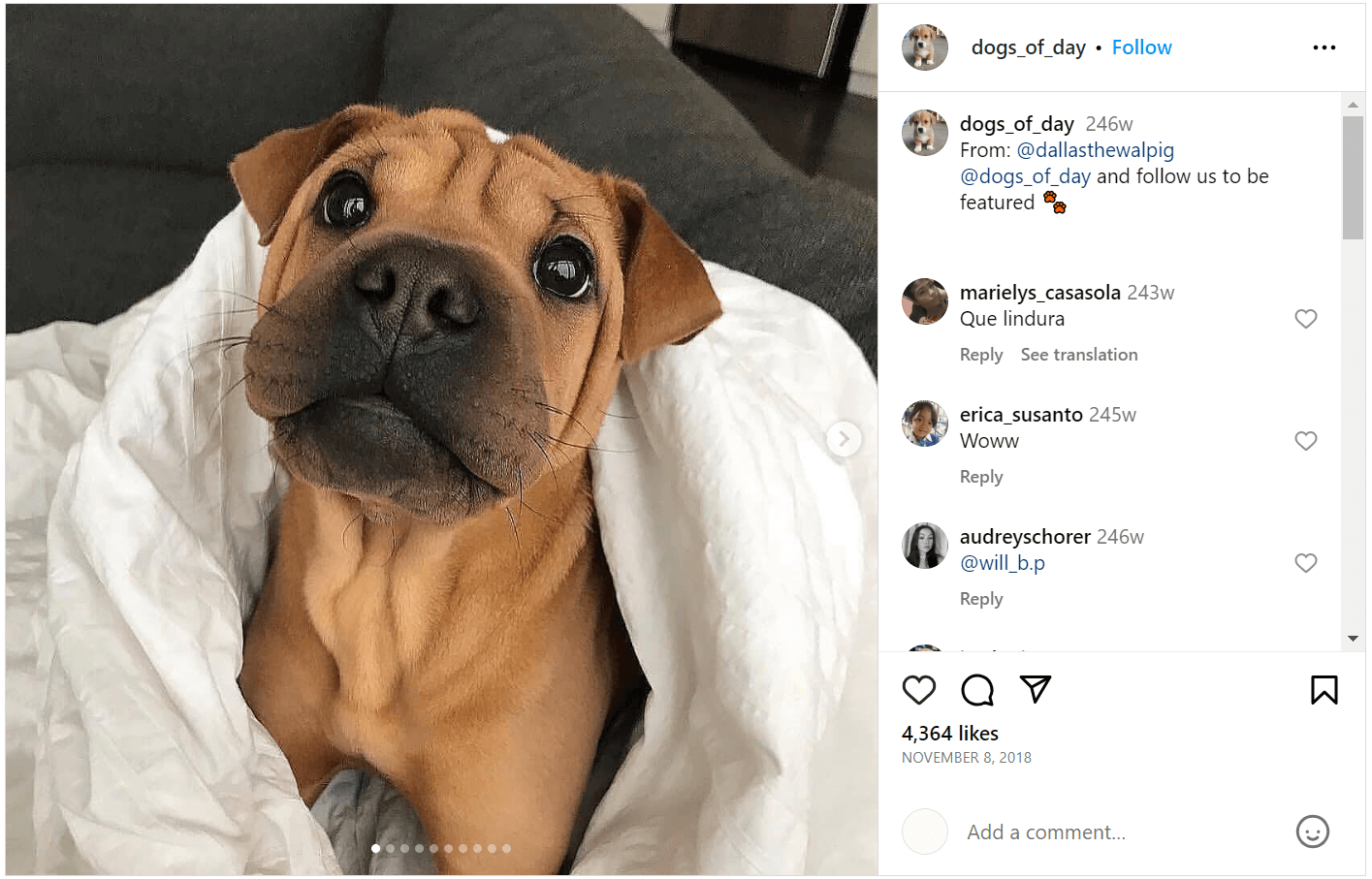 Dog Hashtags To Increase Your Instagram & TikTok Accounts