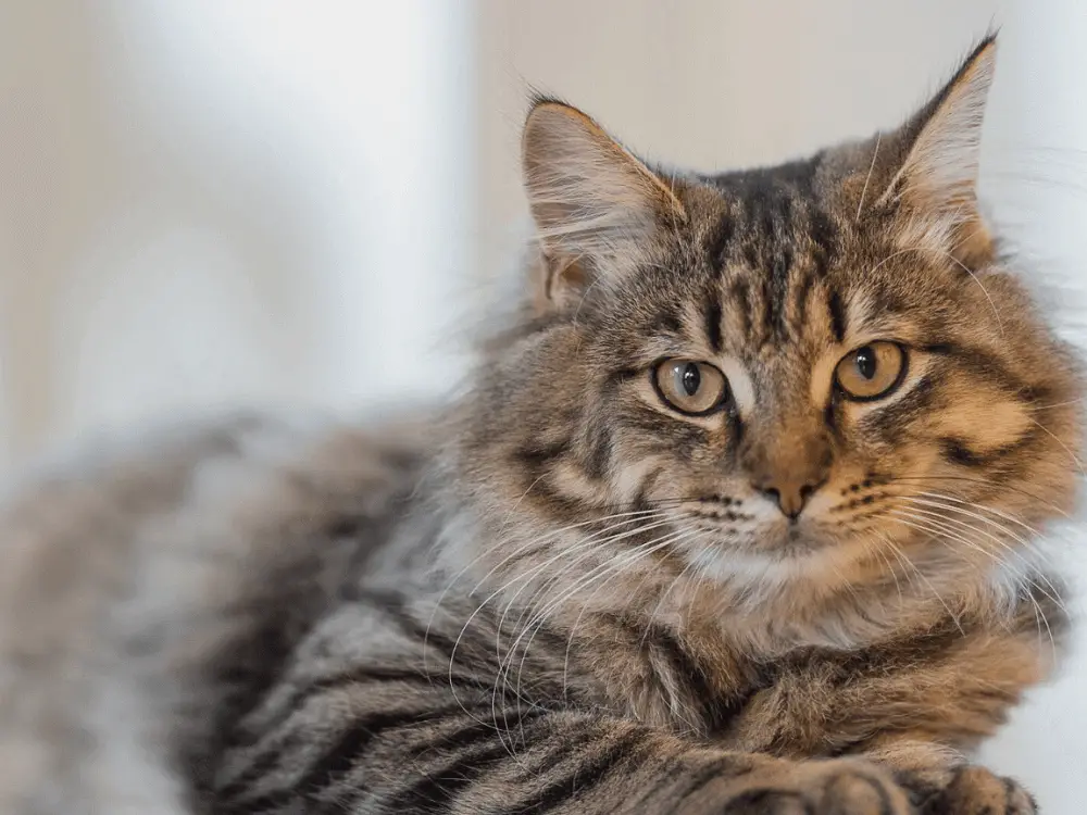 Cat Hashtags (to copy and paste) on Instagram to make your cat famous