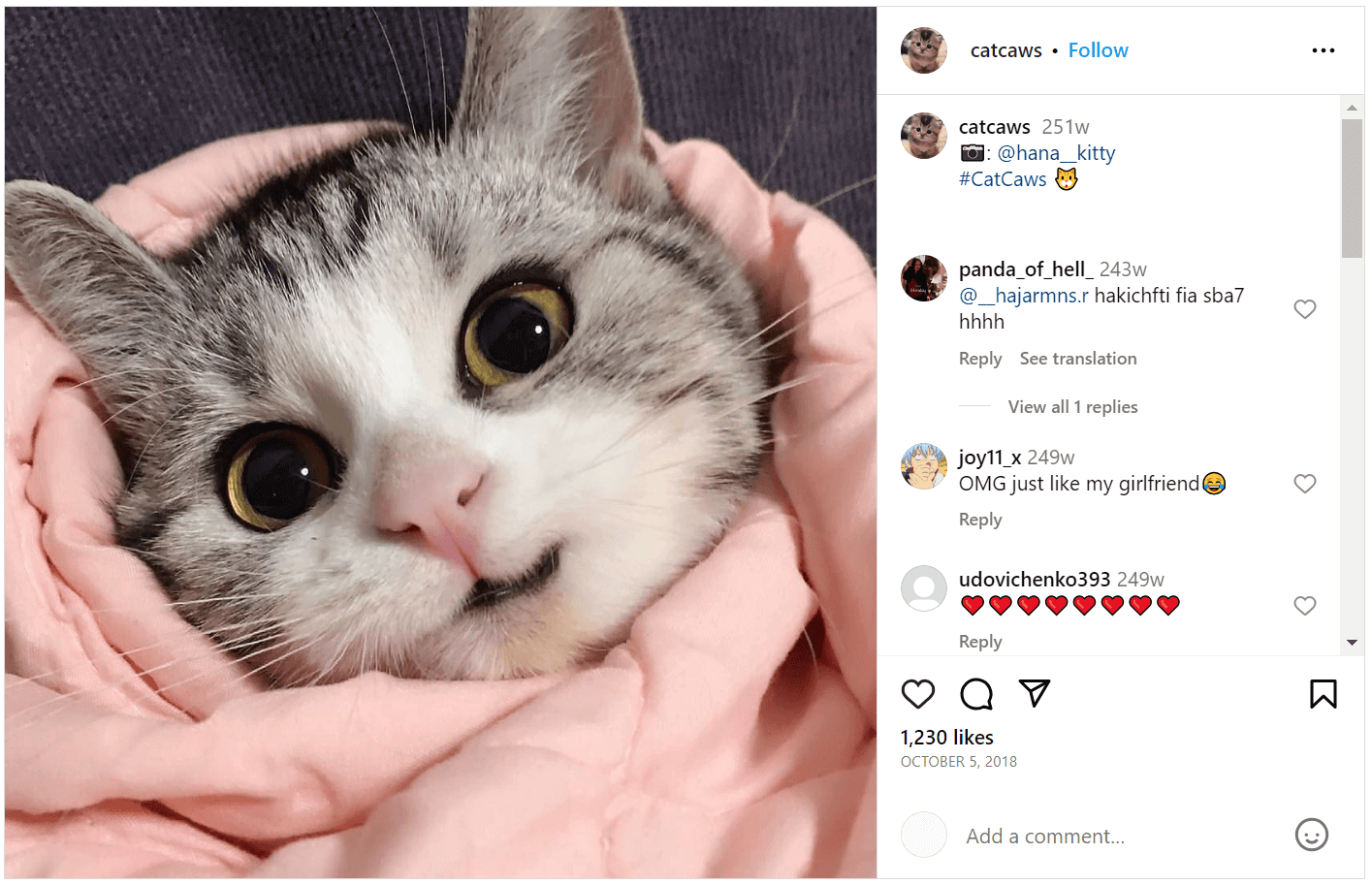 Cat Hashtags (to copy and paste) on Instagram to make your cat famous