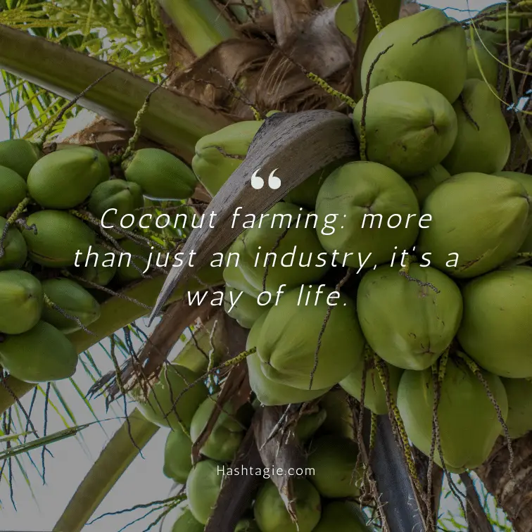 Coconut farming or plantation captions example image