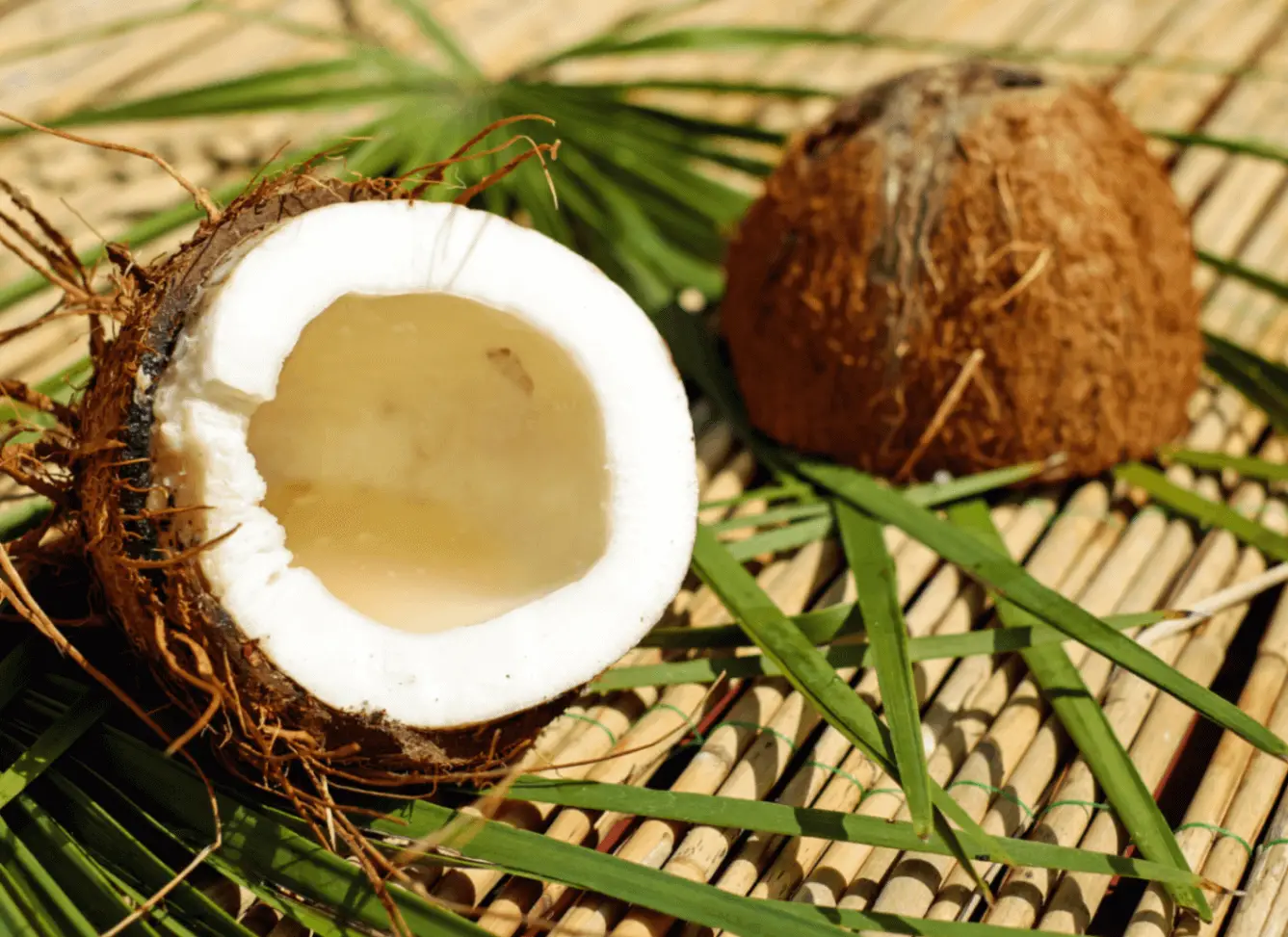 530+ Coconut Instagram Captions for Island Vibes