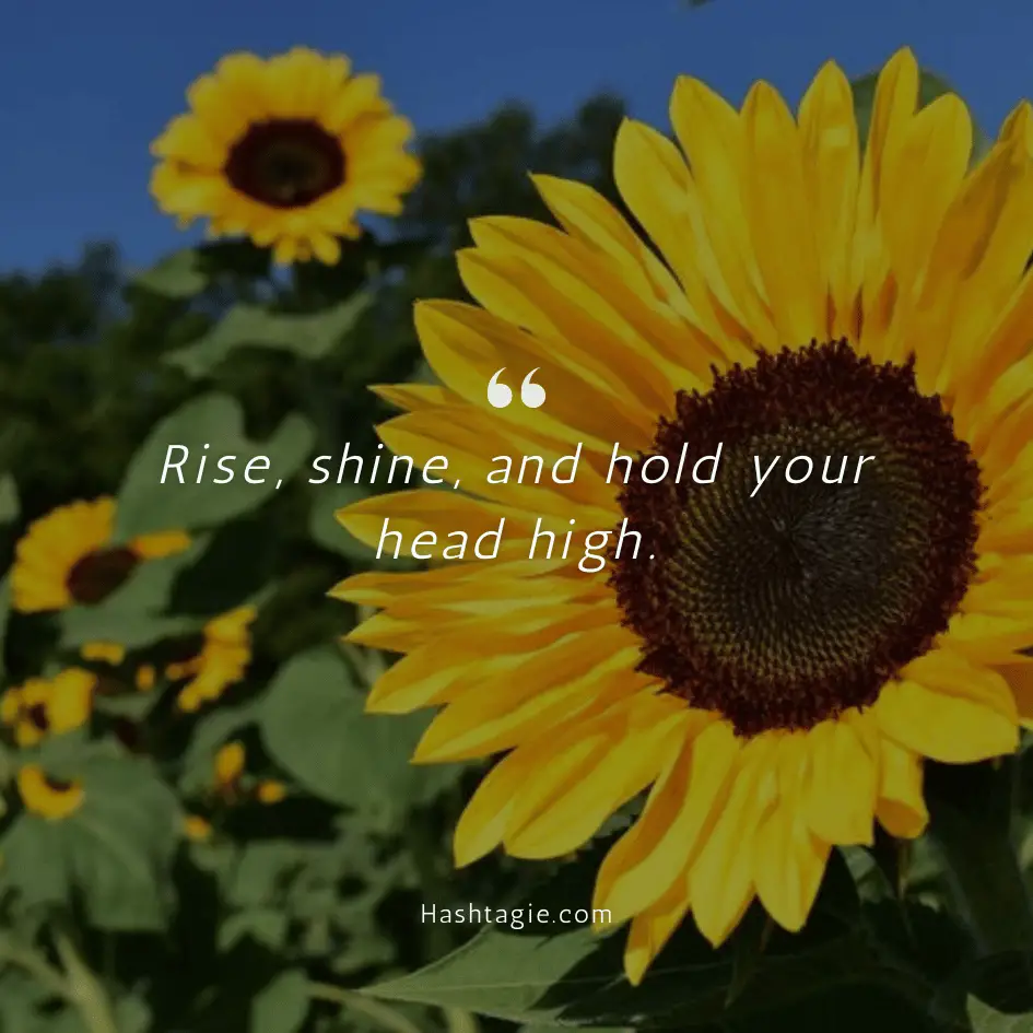 Inspirational sunflower captions example image