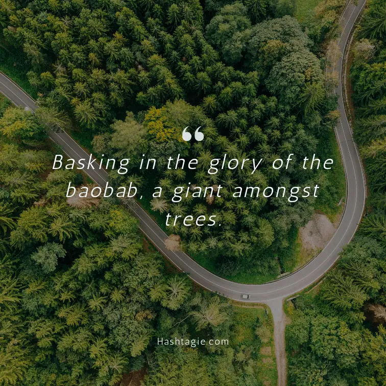 Instagram captions about baobab trees example image