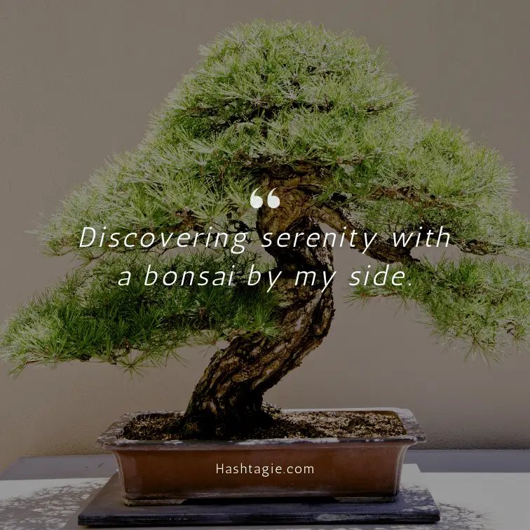 Instagram captions about bonsai trees example image