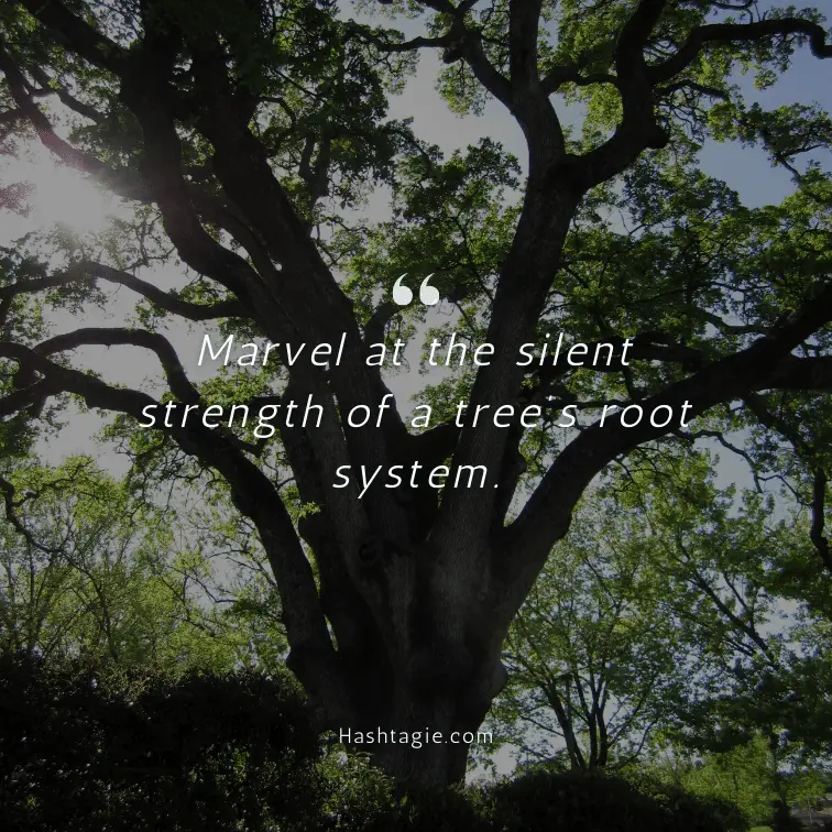 Instagram captions about tree root systems example image