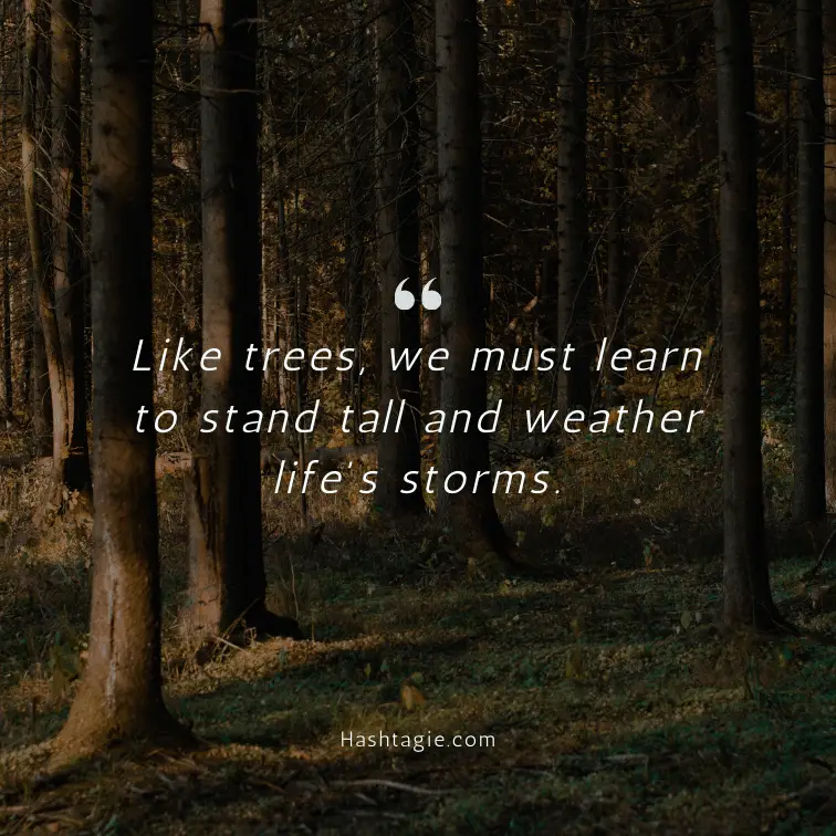 Instagram captions about trees and life lessons example image