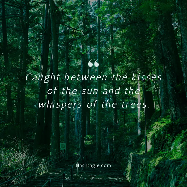 Instagram captions about trees at sunset  example image