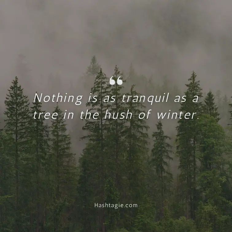 Instagram captions about trees in different seasons example image