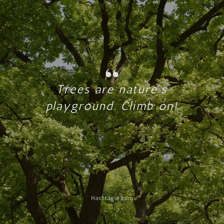 Instagram captions for tree climbers example image