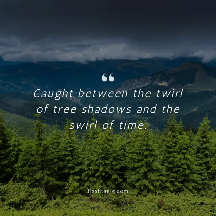 Instagram captions for tree shadows example image