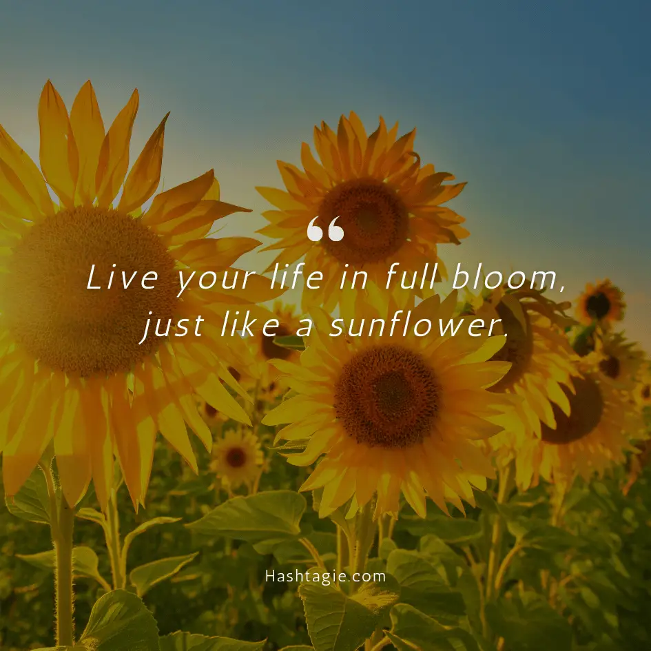 Motivational sunflower captions example image