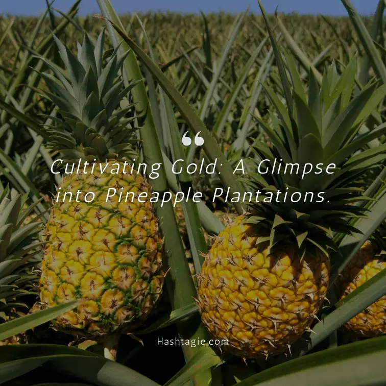 Pineapple farming captions example image