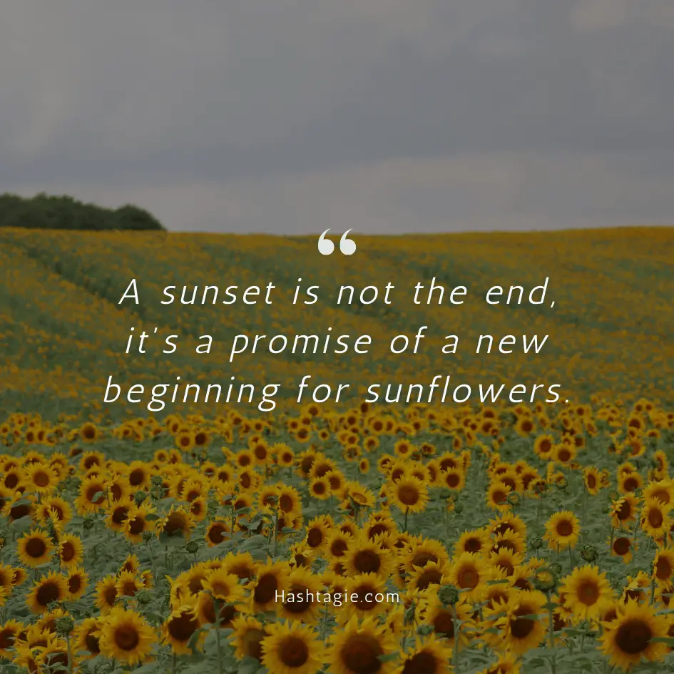 Sunflower caption for sunsets example image