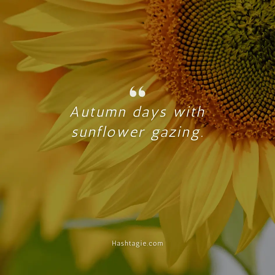 Sunflower captions for fall example image