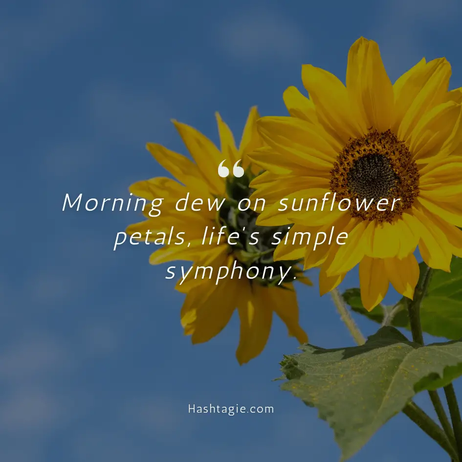 Sunflower captions for morning vibes example image
