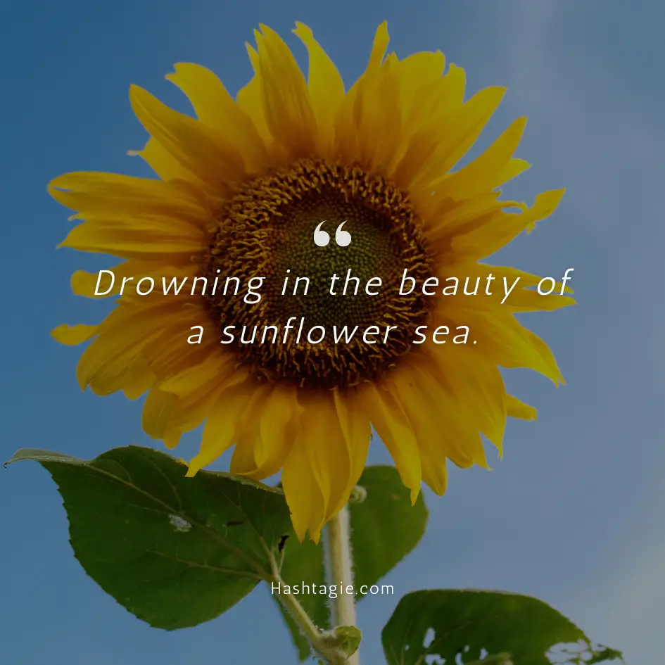 Sunflower captions for nature example image
