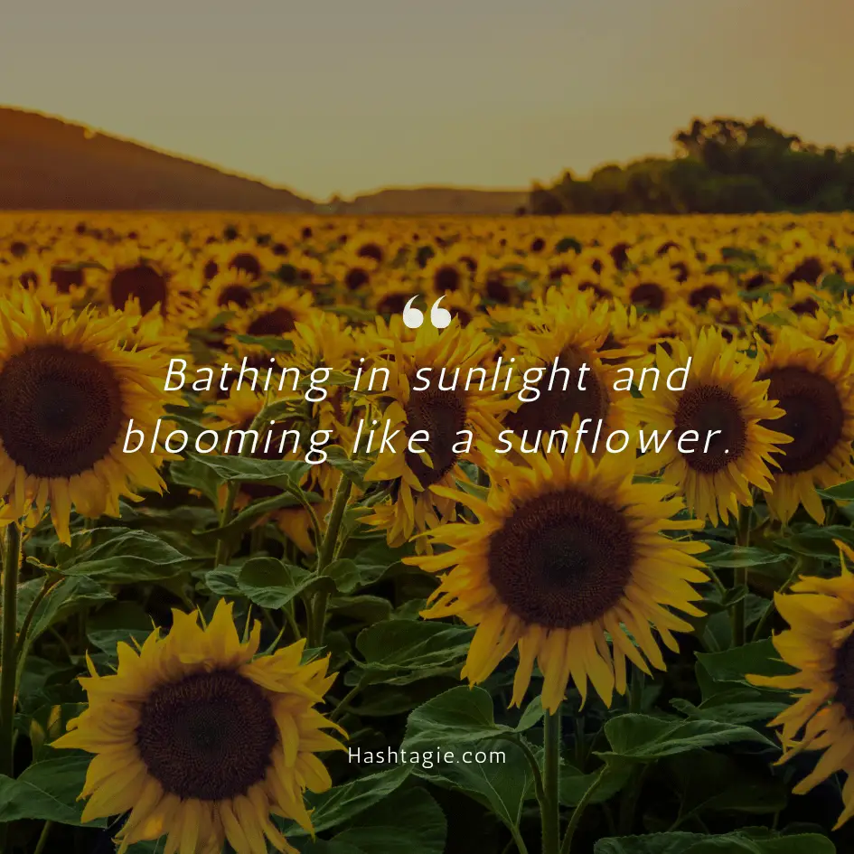 Sunflower captions for summer example image