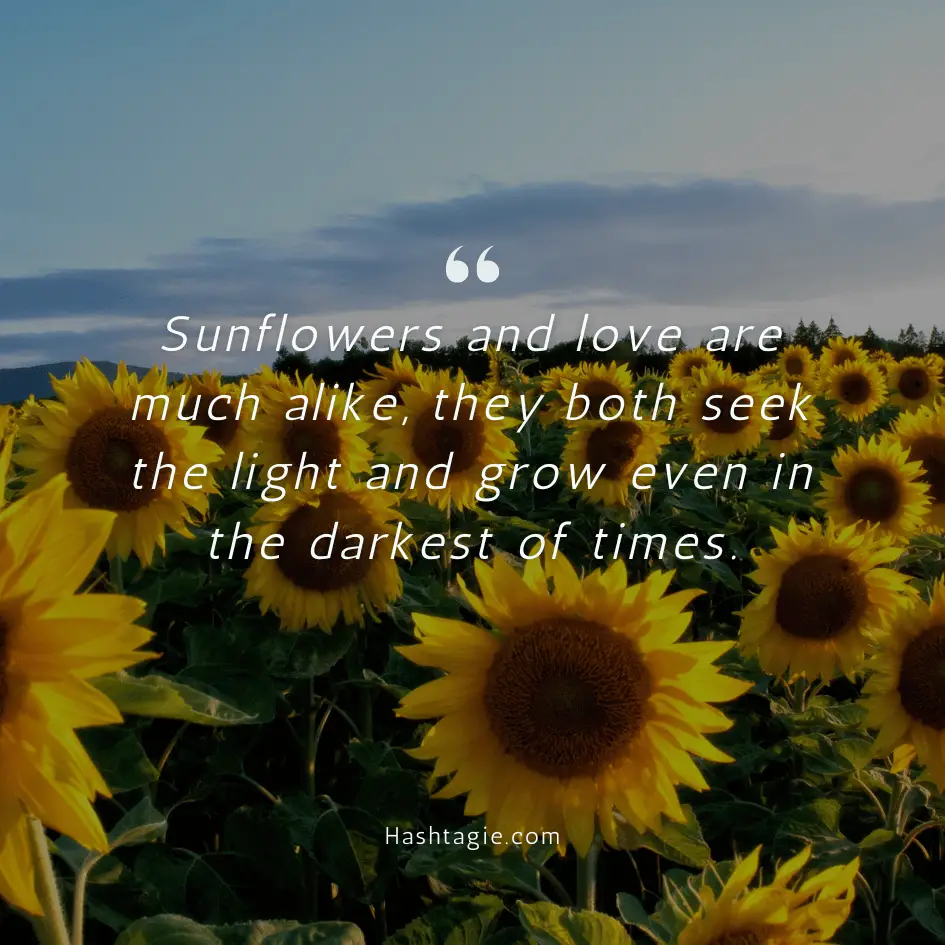 Sunflower quotes for weddings example image