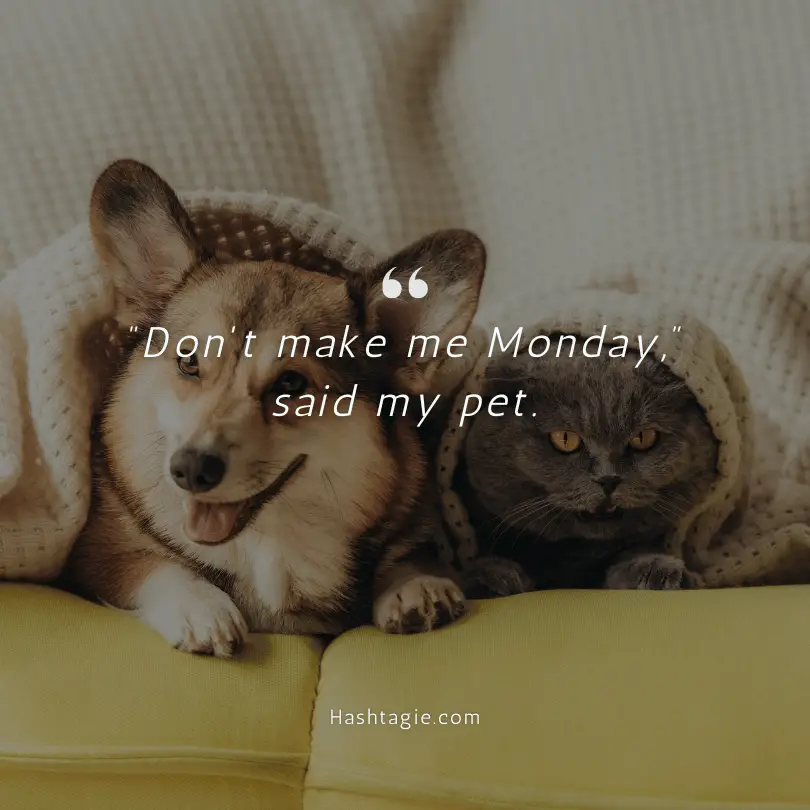 Monday Pet Peeves Instagram Captions example image