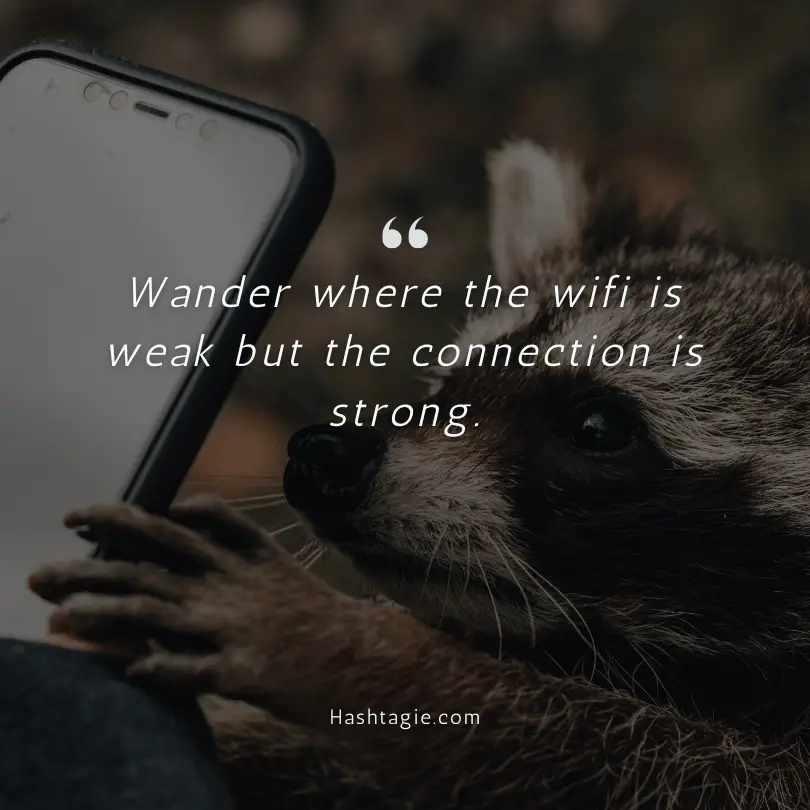 Rainforest Walk Instagram Captions example image