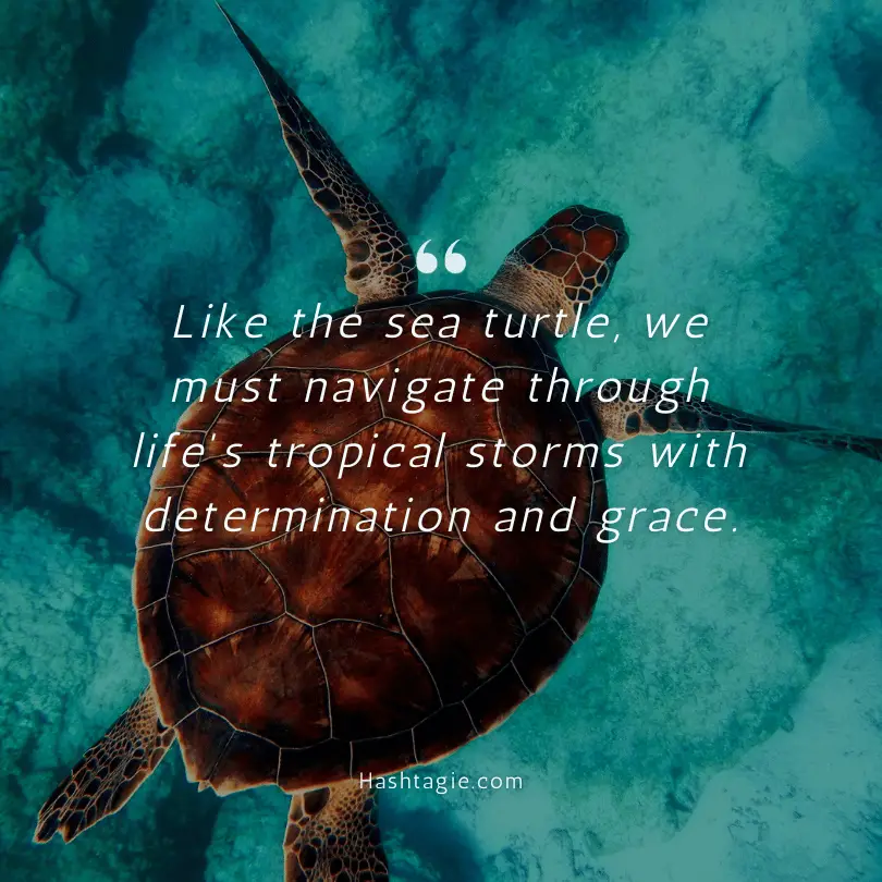 Tropical quotes about sea turtles example image