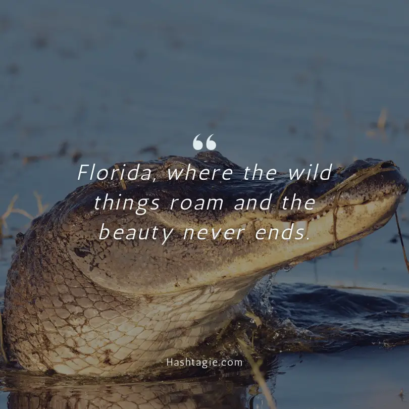 Florida Wildlife Instagram Captions example image