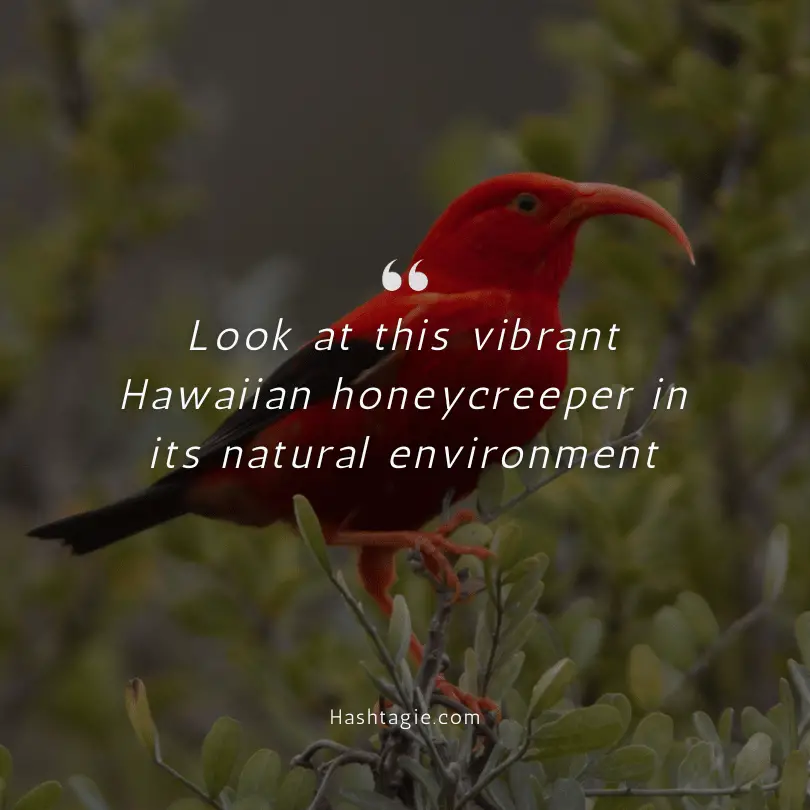 Hawaii Wildlife Photography Captions example image
