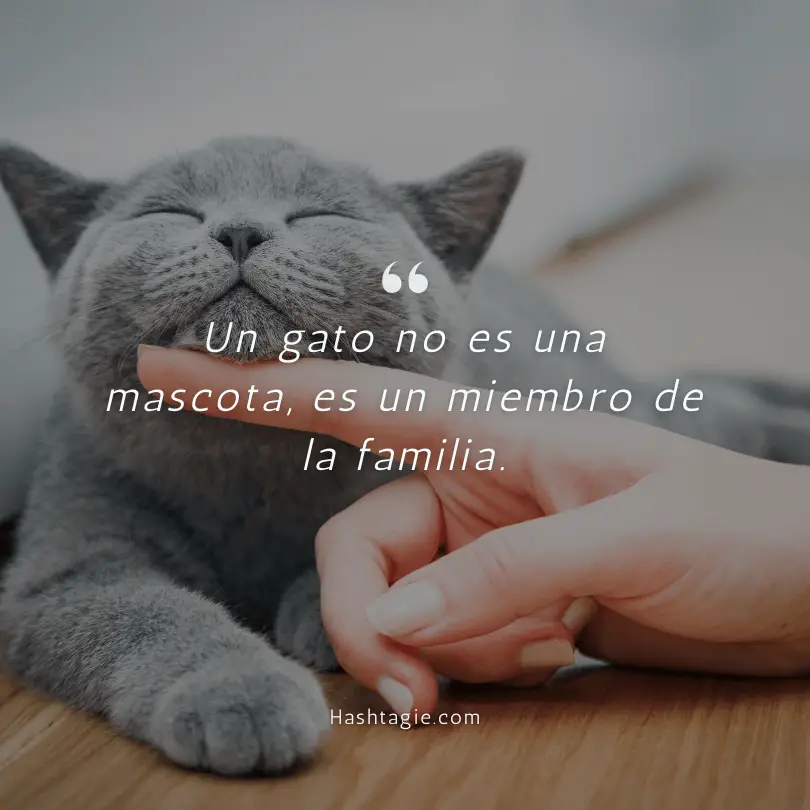 Spanish Captions for Cat Lovers example image